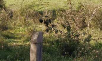 Imagem 7: Fazenda 125 Alqueires, Rica em Água com Varias Nascentes, Represa e Rio, Casa Sede, 2 Casa