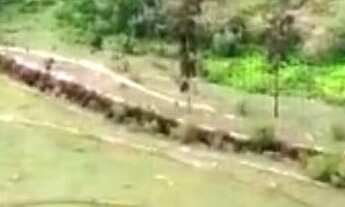 Imagem 3: Fazenda 96 Alqueires, Rica em Água com 19 Tanques de Água, Planta entre 70% e 80%, Casa Se