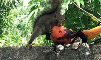 Imagem 4: Chácara 5000m2, Muitas Árvores Frutíferas, Casa Sede 278m2, 4 Dormitórios, 1 Suíte, Piscin