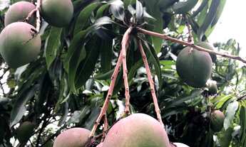 Imagem 7: Chácara 5000m2, Muitas Árvores Frutíferas, Casa Sede 278m2, 4 Dormitórios, 1 Suíte, Piscin