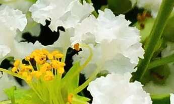 Imagem 3: Chácara 5000m2, Muitas Árvores Frutíferas, Casa Sede 278m2, 4 Dormitórios, 1 Suíte, Piscin