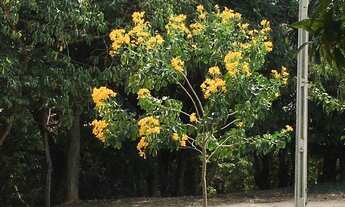 Imagem 5: Sítio 20 Alqueires, Rico em Água com Açudes e Ribeirão, 105 Mil Pés de Café, Barracão, 4 C