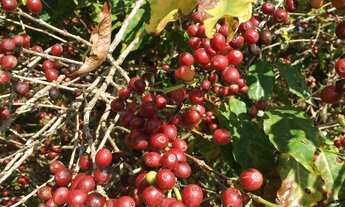 Imagem 7: Sítio 20 Alqueires, Rico em Água com Açudes e Ribeirão, 105 Mil Pés de Café, Barracão, 4 C