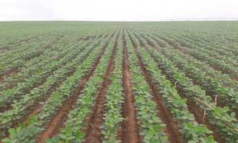 Imagem: Fazenda 1065 Alqueires, 700 Alqueires de