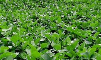 Imagem 3: Fazenda 1065 Alqueires, 700 Alqueires de Capim, 100 Alqueires de Soja, Milho, Rica em Água