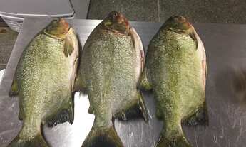 Imagem 4: Fazenda 1952 Hectares, Rico em Água com 30 Hectares em Lago e Nascentes, Dupla Aptidão, Ca