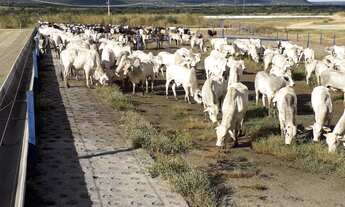 Imagem 5: Fazenda 1065 Alqueires, 700 Alqueires de Capim, 100 Alqueires de Soja, Milho, Rica em Água