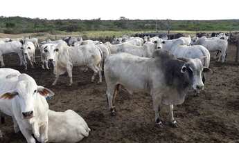 Imagem 6: Fazenda 1065 Alqueires, 700 Alqueires de Capim, 100 Alqueires de Soja, Milho, Rica em Água