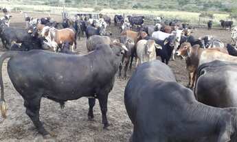 Imagem 4: Fazenda 1065 Alqueires, 700 Alqueires de Capim, 100 Alqueires de Soja, Milho, Rica em Água