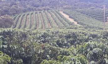 Imagem 5: Fazenda 104 Alqueires, 28 Alqueires em Café, 3 Alqueires em Eucalipto, 50 Alqueires em Pas