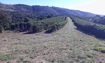 Imagem 2: Fazenda 104 Alqueires, 28 Alqueires em Café, 3 Alqueires em Eucalipto, 50 Alqueires em Pas