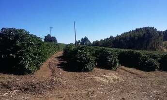 Imagem: Fazenda Tripla Aptidão com 680 Hectares