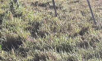 Imagem 6: Fazenda 208 Alqueires, Rico em Água com Rio e Lagos, Casa Sede, Casa Caseiro, Curral Compl