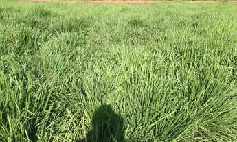 Imagem 4: Fazenda 125 Alqueires, Rico em Água com Represa e Um Corrego, Topografia Plana, Dupla Apti