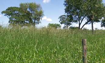 Imagem 6: Fazenda 125 Alqueires, Rico em Água com Represa e Um Corrego, Topografia Plana, Dupla Apti