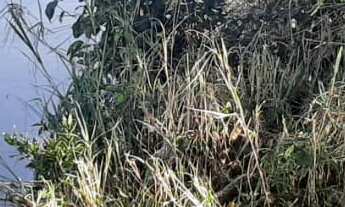 Imagem 5: Fazenda 208 Alqueires, Rico em Água com Rio e Lagos, Casa Sede, Casa Caseiro, Curral Compl