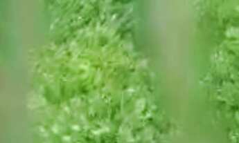 Imagem 5: Fazenda 100 Alqueires,Rica em Água com Represas e Nascentes,90 Mil Pés de Laranja,Acesso A