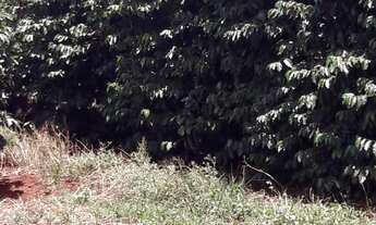 Imagem 4: Fazenda 115 Alqueires, Montada de Cafeicultura, Acesso Asfaltado, 750 Mil Pés de Café Prod