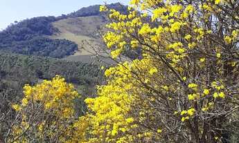 Imagem: Chácara 20.000 m2, Mais de 50 Árvores
