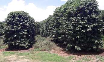 Imagem 2: Fazenda 115 Alqueires, Montada de Cafeicultura, Acesso Asfaltado, 750 Mil Pés de Café Prod
