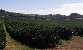 Imagem 3: Fazenda 115 Alqueires, Montada de Cafeicultura, Acesso Asfaltado, 750 Mil Pés de Café Prod