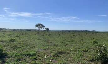 Imagem 7: FAZENDA COM EUCALIPTO A VENDA EM MINAS GERAIS - MG ?? - localizada em Brasilândia-MG * Á