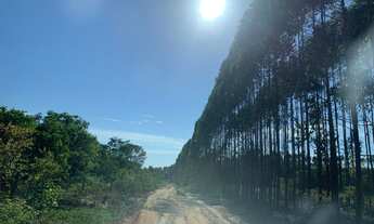 Imagem: FAZENDA COM EUCALIPTO A VENDA EM MINAS GERAIS