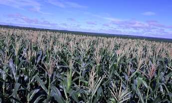 Imagem 2: Fazenda 501 Alqueires, Rica em Água com Represas, Rio E Nascentes, Dupla Aptidão, 100% Apr