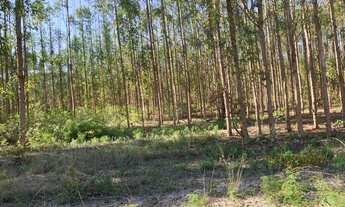 Imagem 4: FAZENDA COM EUCALIPTO A VENDA EM MINAS GERAIS - MG ?? - localizada em Brasilândia-MG * Á