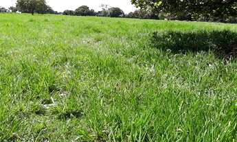 Imagem 5: Fazenda 501 Alqueires, Rica em Água com Represas, Rio E Nascentes, Dupla Aptidão, 100% Apr