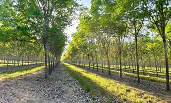 Imagem: Fazenda 17.125 Hectares, Rica em Água com