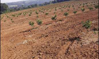 Imagem 4: Fazenda 53 Alqueires, 12 Mil Pés de Laranja, 3 Mil Pés de Abacate, Planta 40 Alqueires, Ri