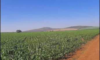 Imagem 3: Fazenda 53 Alqueires, 12 Mil Pés de Laranja, 3 Mil Pés de Abacate, Planta 40 Alqueires, Ri