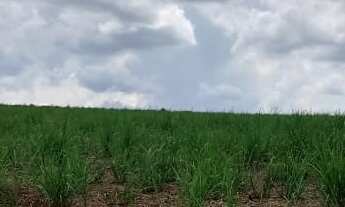 Imagem 5: Fazenda 303 Alqueires, 182 Alqueires em Cana, 10 Alqueires em Soja, Topografia Plana e Lev