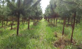 Imagem: Fazenda 153 Alqueires, 95 Alqueires em Eucalipto