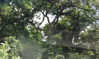 Imagem 6: Fazenda 117 Alqueires Curral Completo, Tronco e Balança, 90% Aproveitamento da Terra Boa