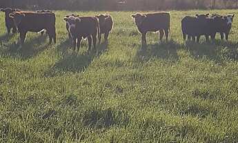 Imagem 6: Fazenda 50 Alqueires 100% Soja Sede Completa, Boa de Água, Beira do Asfalto, Boa Topografi