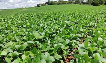 Imagem: Fazenda 136 Alqueires, Plantado 110 Alqueires,Terra