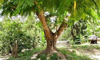 Imagem 6: Sítio 10 Alqueires Ótima área para Gado, Eucalipto ou Pinus Casa Sede boa e galpão simples