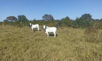 Imagem 5: Fazenda município Cocalinho 1156 alqueires! Fazenda pra pecuária 37 km ponte de Itacaiu Ac