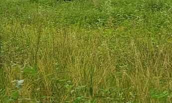 Imagem 7: Fazenda 217 alqueires dupla aptidão Tem Car 35 divisão de pasto 3 represas 13 Tanques pra