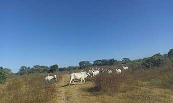 Imagem 4: Fazenda município Cocalinho 1156 alqueires! Fazenda pra pecuária 37 km ponte de Itacaiu Ac
