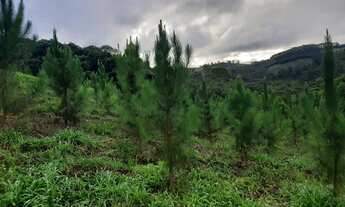Imagem 2: Sítio 30 Alqueires sendo 20 de pinus,2.5 de eucalipto 1.5 de lazer,acude,pasto,casas e 6 d
