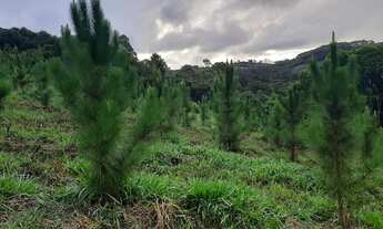 Imagem 4: Sítio 30 Alqueires sendo 20 de pinus,2.5 de eucalipto 1.5 de lazer,acude,pasto,casas e 6 d