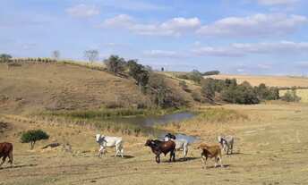 Imagem 4: Fazenda 81,5 Alqueires, 56 Alqueires em Cana, Usina Grupo Zambianco 40 Toneladas 10 Alquei