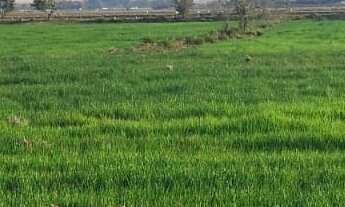 Imagem 4: Fazenda 71 Alqueires 20 kms de Pouso Alegre, 1 Km da Fernão Dias, Pagamento Parcelado