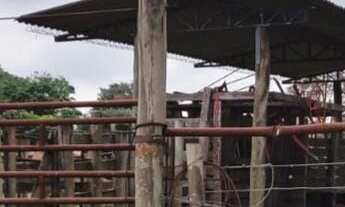 Imagem 3: Fazenda 81,5 Alqueires, 56 Alqueires em Cana, Usina Grupo Zambianco 40 Toneladas 10 Alquei