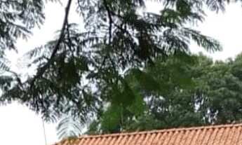 Imagem: Fazenda 49 Alqueires, Em Plantio 40 Alqueires