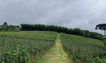 Imagem 4: Chácara 30.000m2 Casa Simples,Baracão,Boa Topografia,Poço Artesiano,Rica em Água,11 mil pé