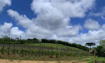 Imagem: Chácara 30.000m2 Casa Simples,Baracão,Boa